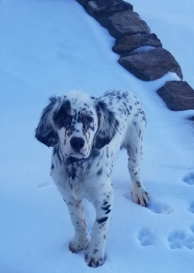 GROUSE POINT SKYGIRL