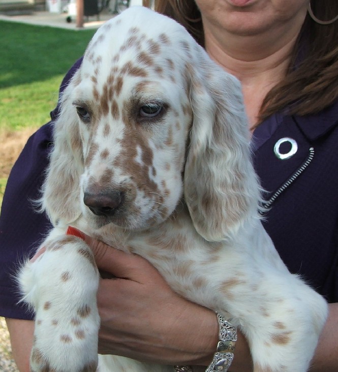 GROUSE POINT ENGLISH SETTER Grouse Point Pups
