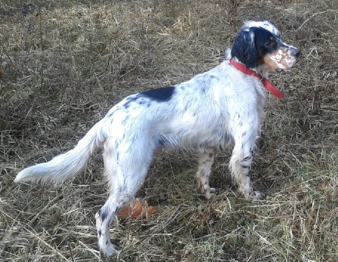 GROUSE POINT ENGLISH SETTER Pepper