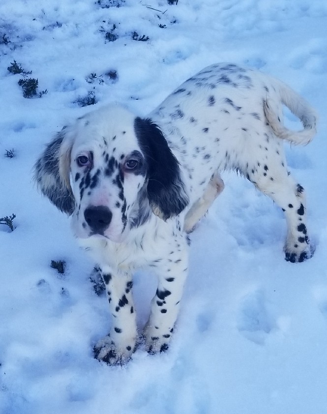 GROUSE POINT BLUE ROCKET